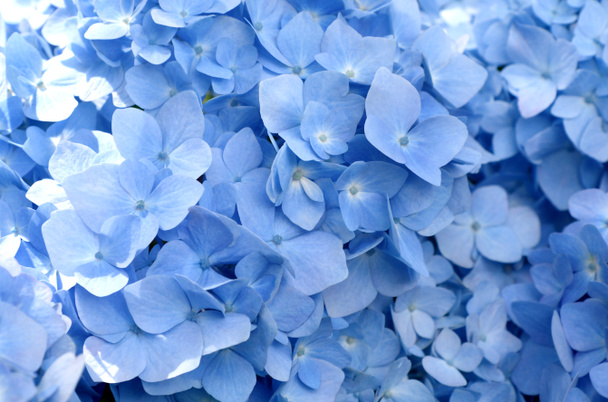 Selectieve focus op bloemblaadje van mooie blauwe hortensia bloemen (hortensia macrophylla) onder het zonlicht. Natuur achtergrond. - Foto, afbeelding