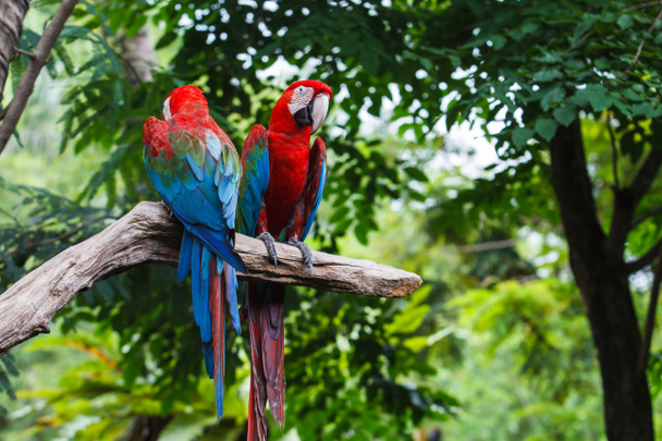 Blauw-rode ara - Foto, afbeelding