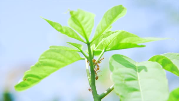 Czerwona mrówka jest rozpoznaniem liści mango.. - Materiał filmowy, wideo