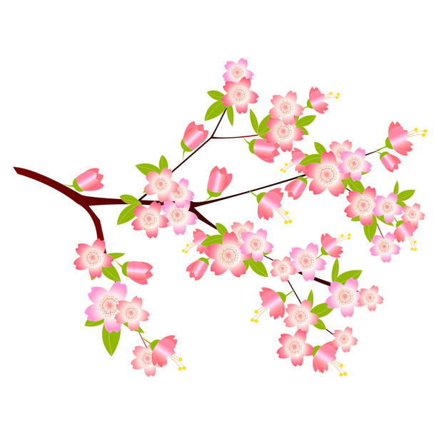 Tree spring pink cherry - Vector, Image
