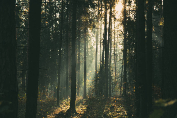 Пейзаж листяних лісів на туманному осінньому ранку
. - Фото, зображення