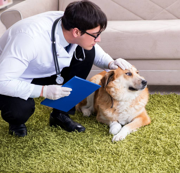 Lekarz weterynarii badający psa golden retriever w domu wizyty - Zdjęcie, obraz