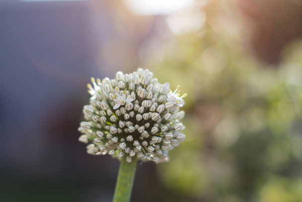 Bruine ui plant bloem close-up. - Foto, afbeelding