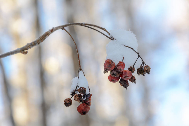 Красота природы зимой
 - Фото, изображение