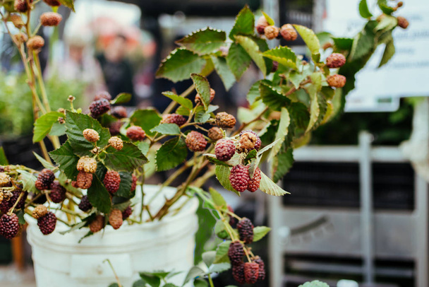 Raspberry bush saplings seedlings on farmers market. Varietal Big Black Raspberries - Photo, Image