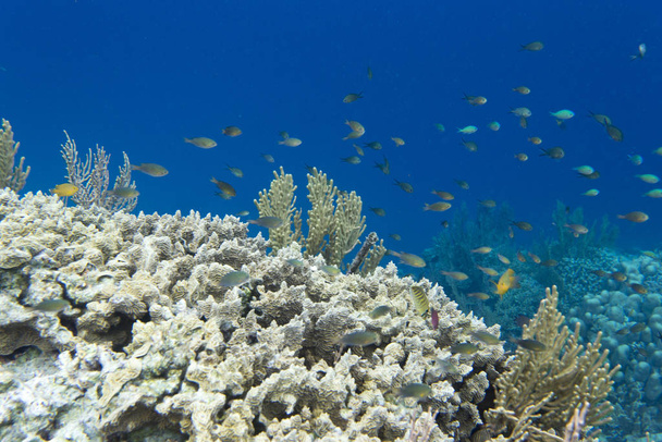Togian adalarında bir sürü hayvan olan mercan kayalıkları - Fotoğraf, Görsel