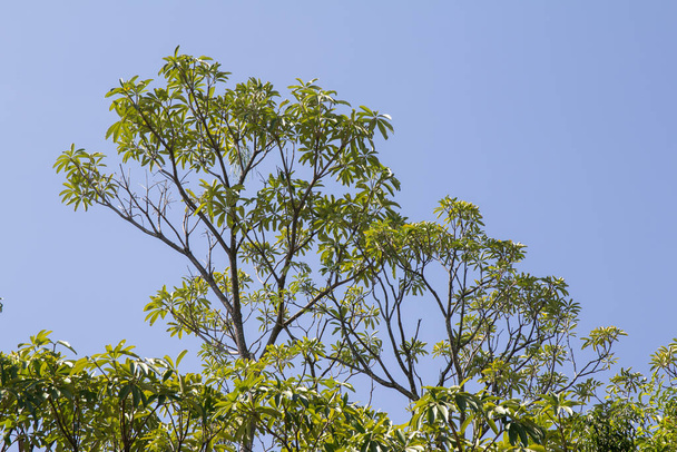 Close up  leaf of Blackboard Tree - Photo, Image