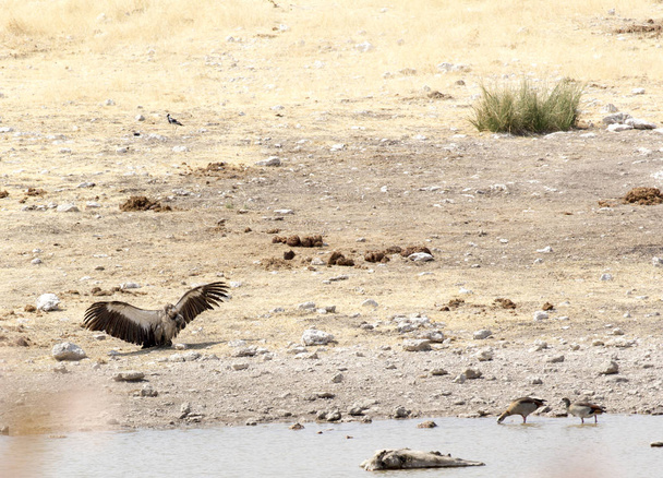 A white-backed vulture in the desert - 写真・画像