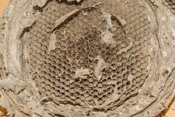 méhkaptár darázs méhek rovar ház szerkezete tervezés - Fotó, kép