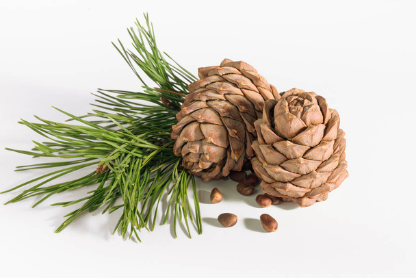close-up, isolate cedar cones with branches and nuts - 写真・画像