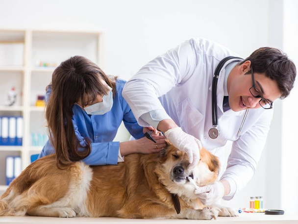 Doctor and assistant checking up golden retriever dog in vet cli - Photo, Image