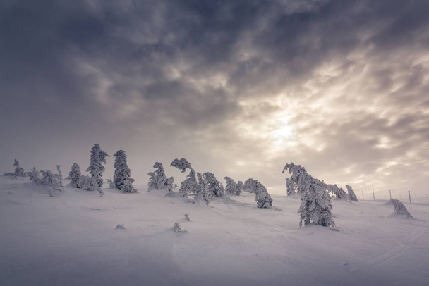 Arbres enneigés dans les Monts Géants, Pologne
 - Photo, image