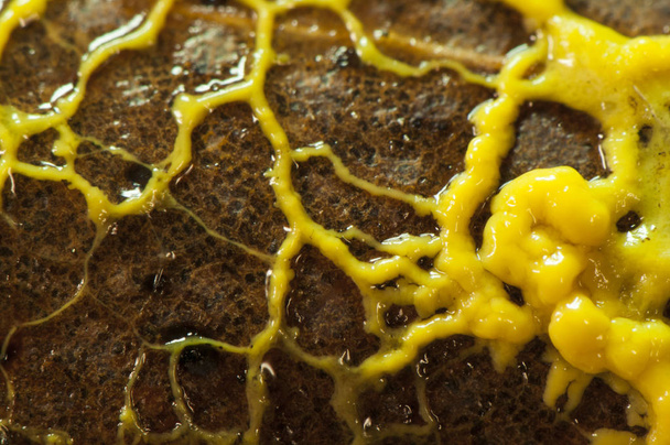 El moho de limo de huevo de insecto Leocarpus fragilis en su fase juvenil tiene la apariencia de un moco amarillo que se mueve lentamente a través de los troncos semisólidos.
 - Foto, imagen