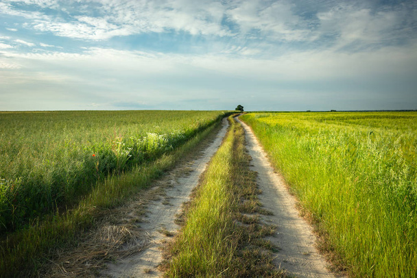 Pitkä tie pelloilla viljaa ja taivasta
 - Valokuva, kuva