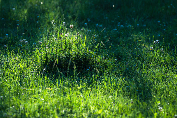 абстрактний зелений фон газону навесні, з найдовшими стеблами трави у фокусі, з білими квітами конюшини навколо
, - Фото, зображення