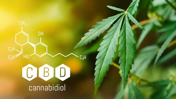 CBD Cannabidiol Chemical formula, Beautiful background of green  - Фото, зображення