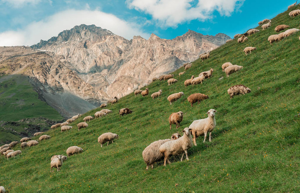 Flock of sheep in the mountains on the sunset background - Foto, afbeelding