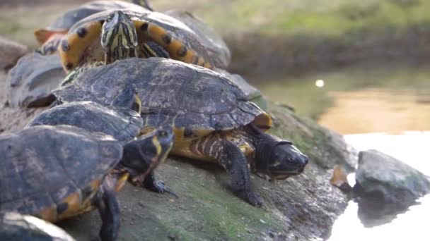 primer plano de un nido de tortugas correderas de Cumberland, popular especie de terrapina de pantano de América
 - Metraje, vídeo