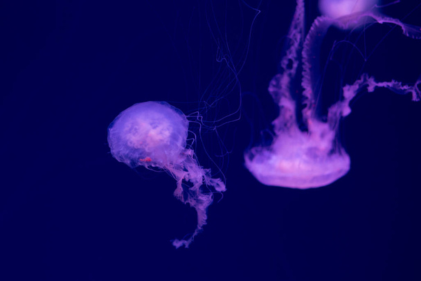Colorful Jellyfish underwater. Jellyfish moving in water. - Zdjęcie, obraz
