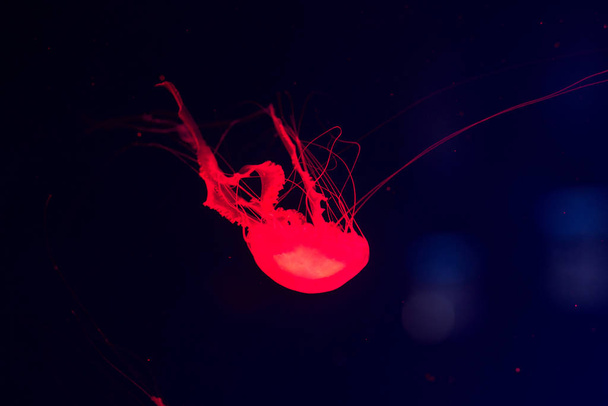 Suyun altında renkli denizanası. Denizanası suda hareket ediyor.. - Fotoğraf, Görsel
