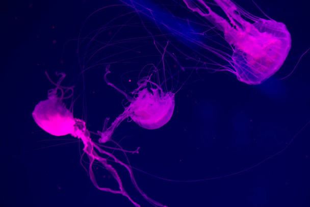 Colorful Jellyfish underwater. Jellyfish moving in water. - Φωτογραφία, εικόνα