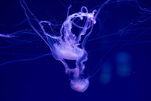 Colorful Jellyfish underwater. Jellyfish moving in water. - Fotó, kép