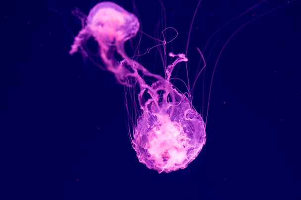 Colorful Jellyfish underwater. Jellyfish moving in water. - Valokuva, kuva