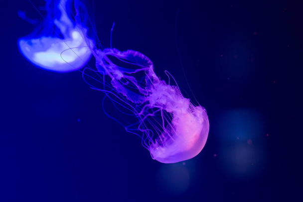 Színes medúza a víz alatt. Vízben mozgó medúzák. - Fotó, kép