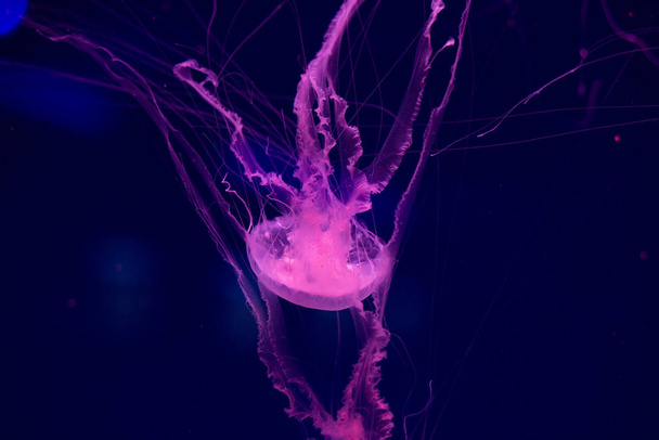 Meduse colorate sott'acqua. Meduse in movimento in acqua. - Foto, immagini