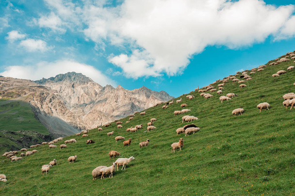 Alto en las montañas pastores pastan ganado entre el panorama
 - Foto, imagen