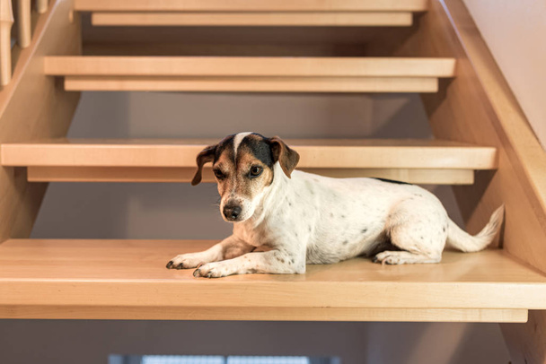 bonito pequeno Jack Russell Terrier deitado em uma escada de bordo de madeira
 - Foto, Imagem