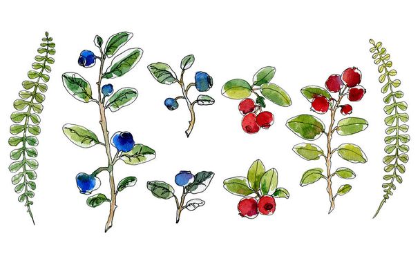 Set of hand-drawn watercolor sketch elements blueberries, lingonberries, fern, isolated - Foto, Imagem