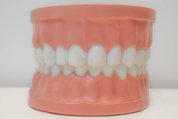 Dental model for dental treatment - Photo, Image