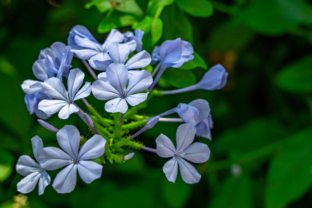 Bellissimi fiori blu con foglie verde brillante
 - Foto, immagini