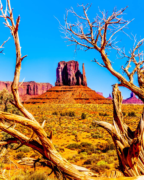 L'imposante formation de grès rouge de West Mitten Butte derrière un arbre mort dans le paysage désertique de Monument Valley Navajo Tribal Park de la nation Navajo, à la frontière de l'Arizona et de l'Utah, États-Unis
 - Photo, image