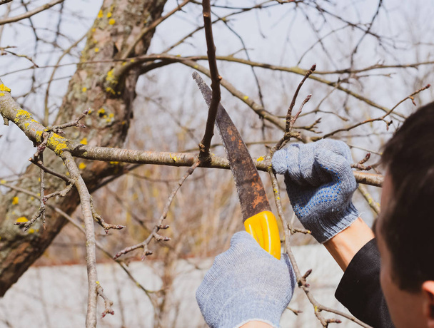 Cutting a tree branch with a hand garden saw. - Fotoğraf, Görsel