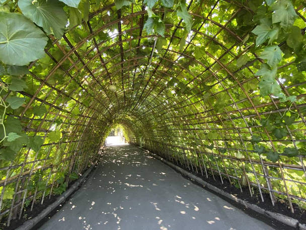 Luffa aegyptiaca plant tunnel in nature garden - Photo, Image