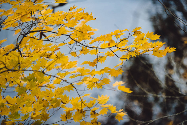 Keltaiset vaahteranlehdet syksyllä kausi hämärtynyt tausta, ta
 - Valokuva, kuva