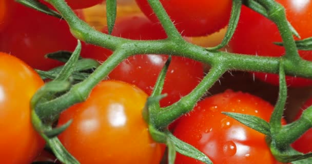 Pomidory wiśniowe na gałęzi, widok z bliska - Materiał filmowy, wideo
