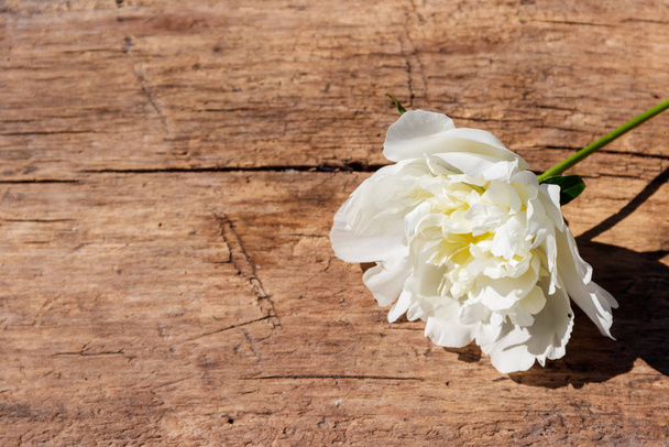 素朴な木製の背景に白い牡丹の花。コピー スペース - 写真・画像