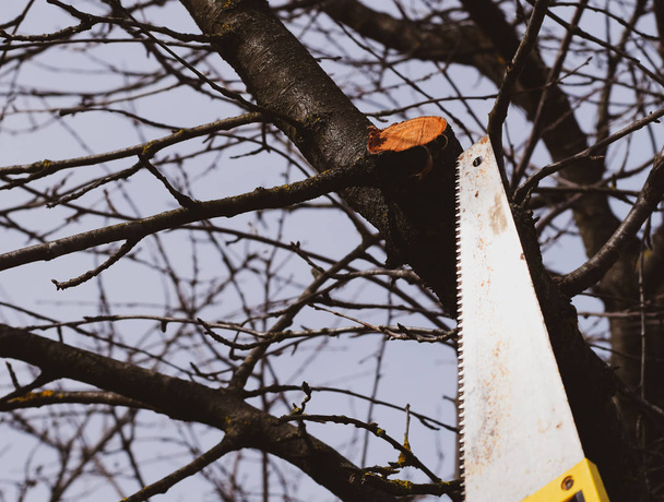 Saw a hacksaw at the cut branch. Cutting a tree branch with a ha - Zdjęcie, obraz