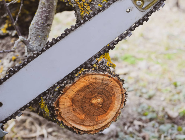 sawn electric sawing tree - Zdjęcie, obraz