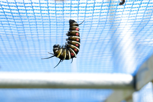 Ağaç perisi kelebeği (fikir lökosonisi) kağıt uçurtma veya pirinç kağıdı kelebeği larvası - Fotoğraf, Görsel