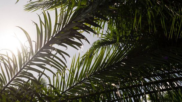silhouette palmier branche arbre avec lumière du soleil dans la nature pour fond
. - Photo, image