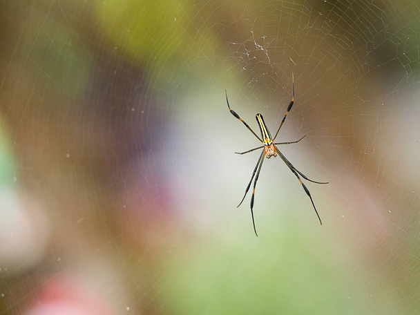 Small black red spider on web in nature waiting bug insect for food. - Photo, Image