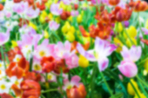 Abstrato borrado Fundo tulipas coloridas
  - Foto, Imagem