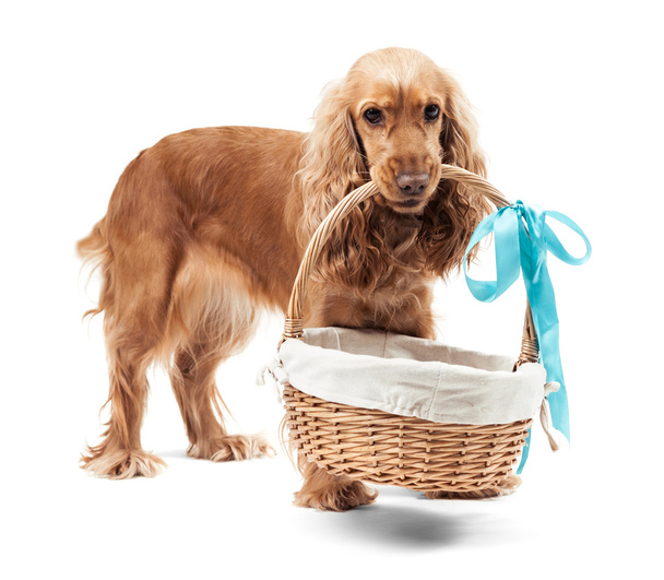 Red dog holding a basket - Fotó, kép