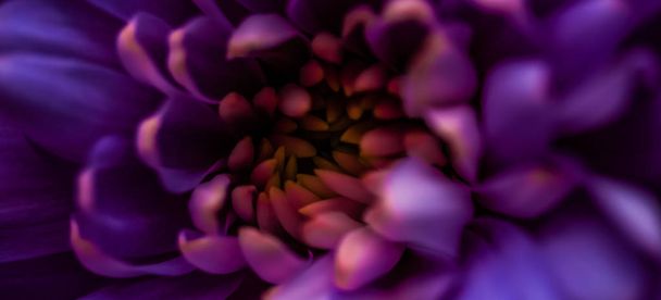 Purple daisy flower petals in bloom, abstract floral blossom art - 写真・画像