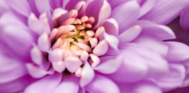 Pétalos de flores de margarita púrpura en flor, arte floral abstracto en flor
 - Foto, Imagen