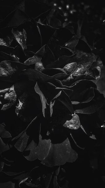 Černá kvetoucí zahrada zvedala květinu při západu slunce, květinové batotika - Fotografie, Obrázek